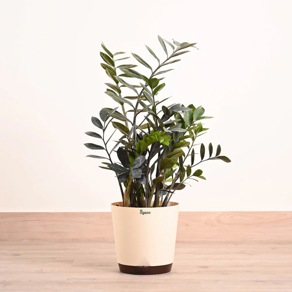 ZZ Raven in Eco Friendly Pot