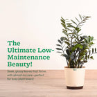 ZZ Raven in Eco Friendly Pot