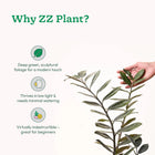 ZZ Raven in Eco Friendly Pot