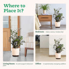 ZZ Raven in Eco Friendly Pot
