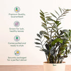 ZZ Raven in Eco Friendly Pot